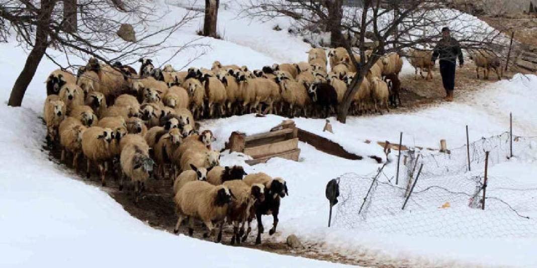Kuzuların güvenliği için uykusuz kalıyorlar! Soğuk hava besicileri vurdu: Gece boyu nöbet sürüyor 1
